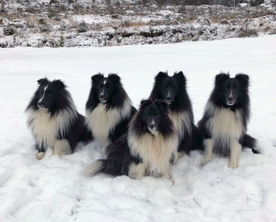 Shelties vinter